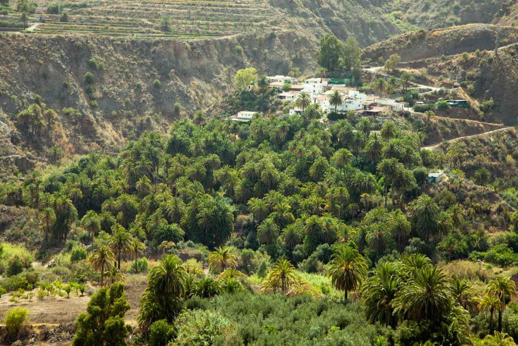 Palmeral-Santa-Lucía-(4)