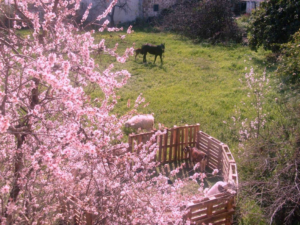 almendro_en_flor_tenteniguada212