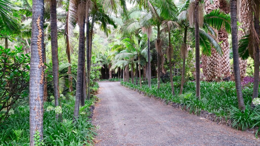 JARDIN_MARQUESA_ARUCAS - 25