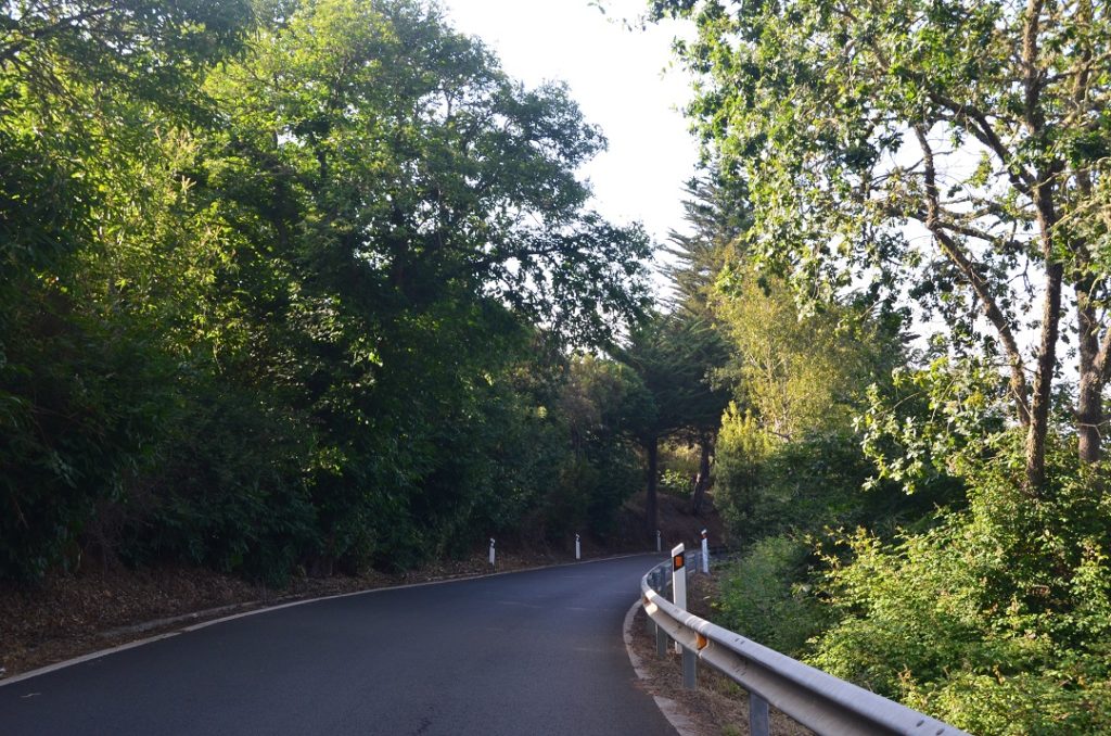 Carretera Bosque Moya12